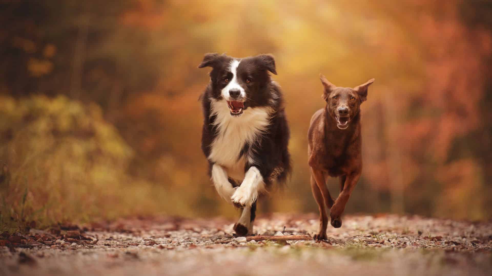 Hundeauslauf in Norderstedt