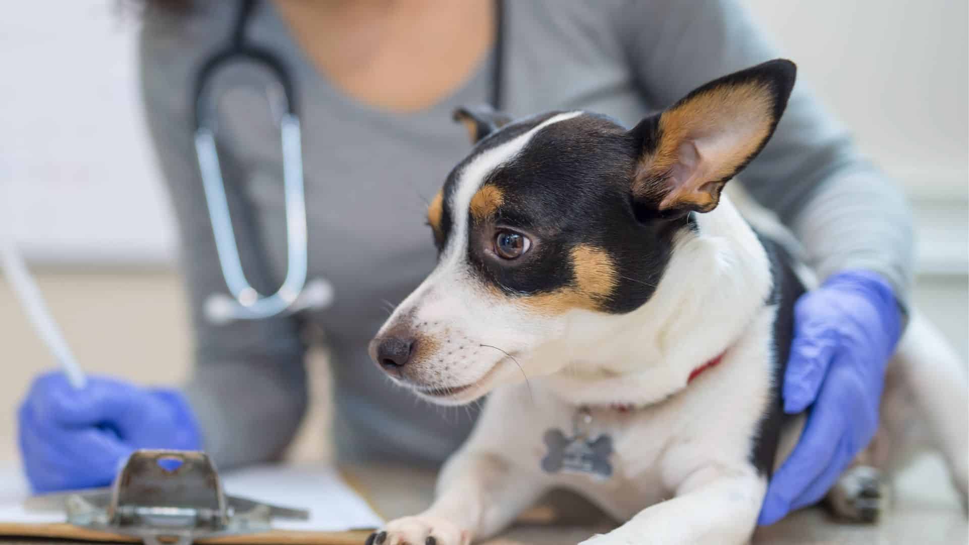 Tierklinik Norderstedt