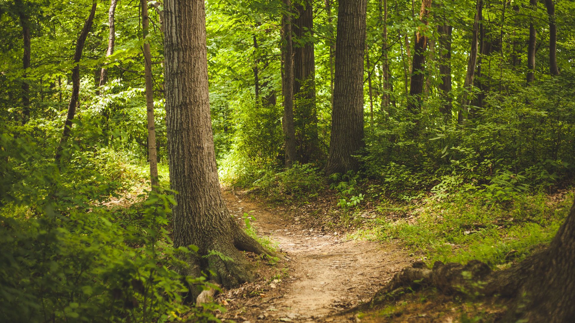 die 5 besten wälder in norderstedt